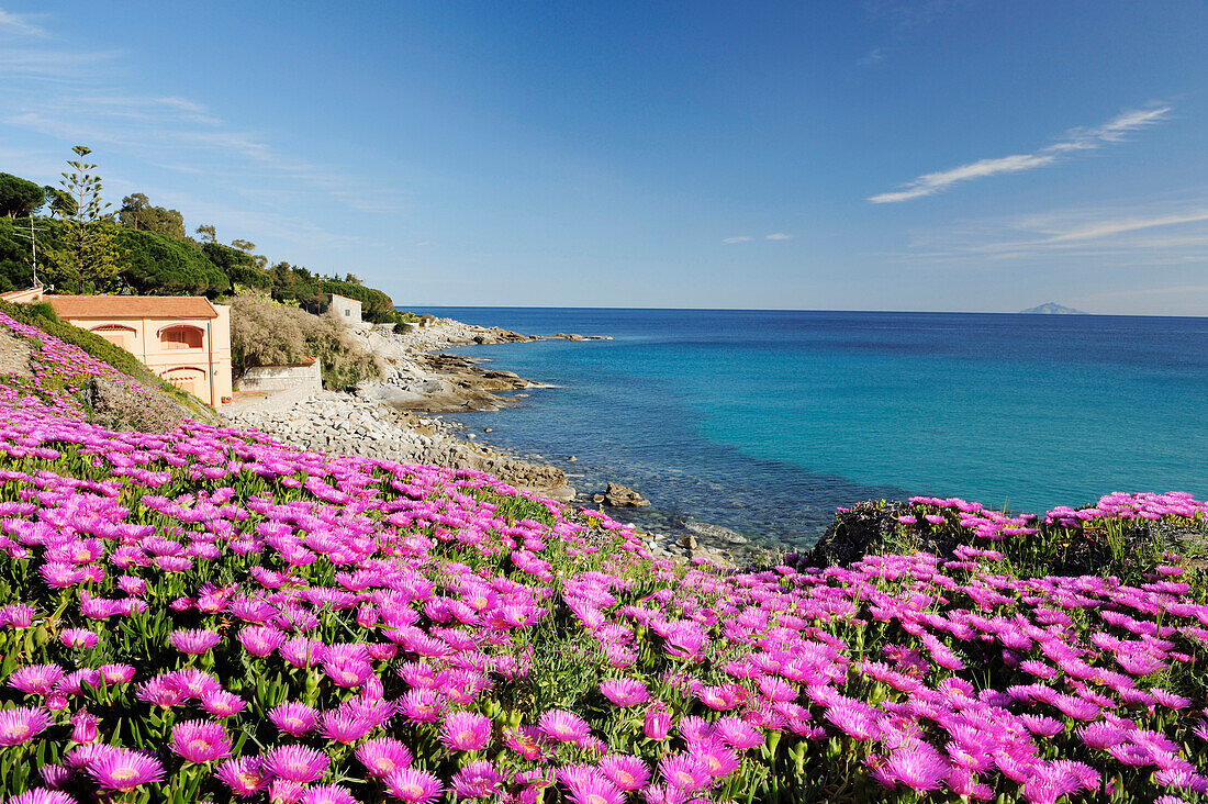 Pink colored flowers near Mediterranean bay, Montecristo islet in background, Seccheto, Elba Island, Tuscany, Italy