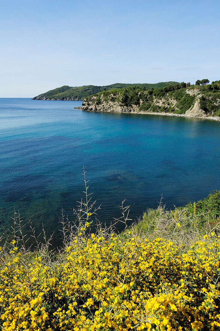 Blühender Ginster mit Blick auf Mittelmeerbucht, zwischen Lacona und Lido di Capoliveri, Insel Elba, Toskana, Italien