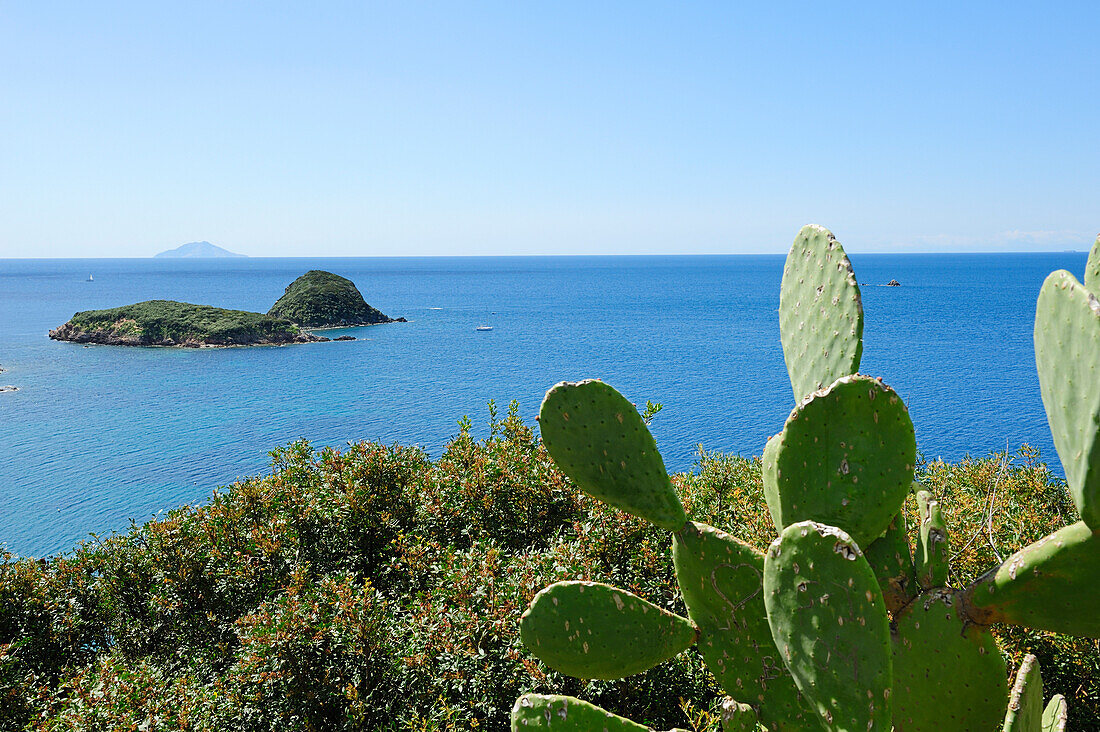 Kakteen und Macchia an der Mittelmeerküste mit Inseln Gemini im Mittelgrund und Insel Montecristo im Hintergrund, Südküste Insel Elba, Mittelmeer, Toskana, Italien