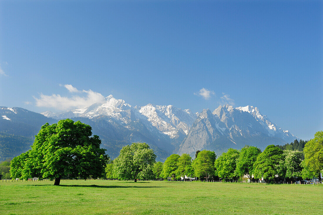 Meadow with chestnut trees in front of Alpspitze, Waxenstein and Zugspitze, Garmisch-Partenkirchen, Wetterstein range, Werdenfels, Upper Bavaria, Bavaria, Germany, Europe