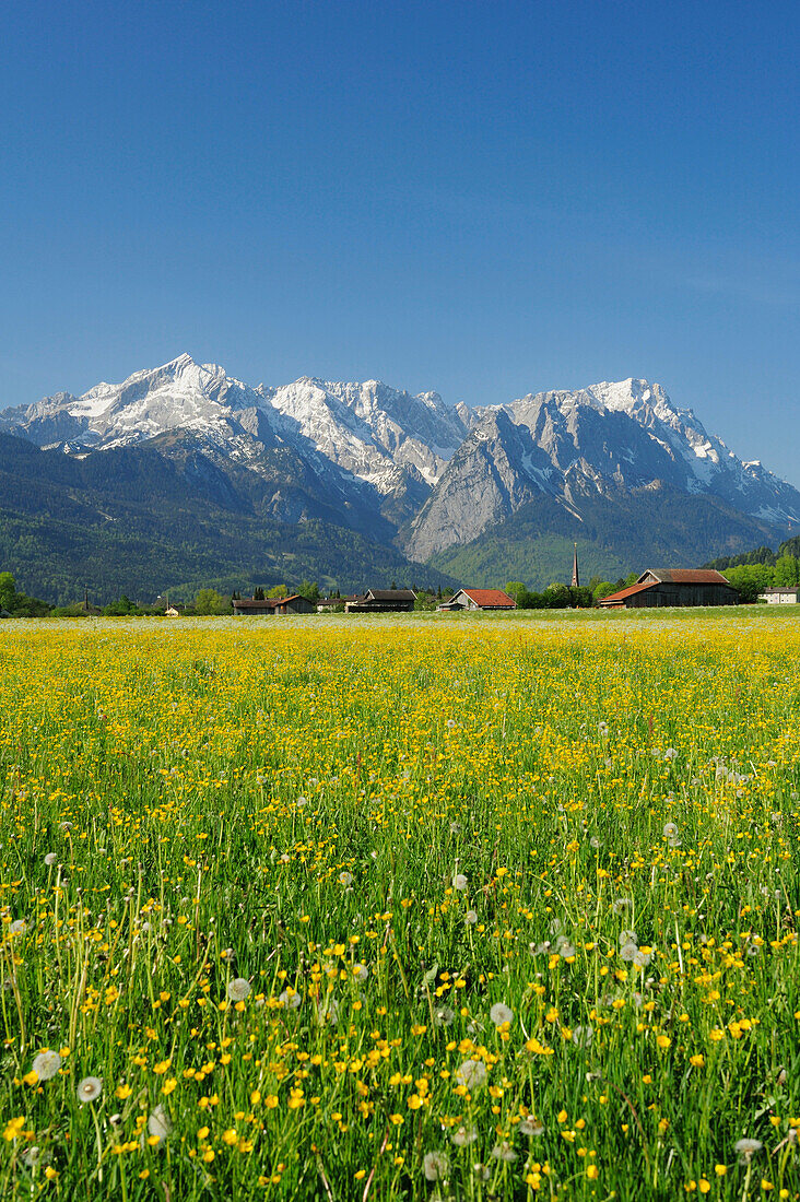 Blumenwiese vor Garmisch-Partenkirchen mit Alpspitze, Zugspitze und Kramerspitz im Hintergrund, Farchant, Garmisch-Partenkirchen, Wetterstein, Werdenfelser Land, Oberbayern, Bayern, Deutschland, Europa