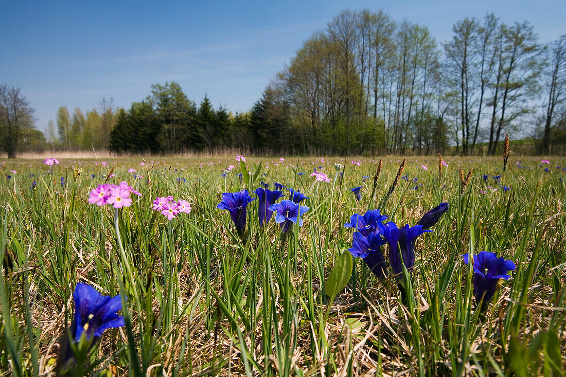 Flower meadow with gentians and bird's-eye primroses, Upper Bavaria, Germany