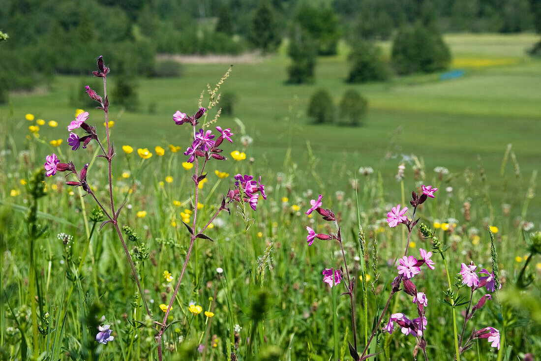 Flower meadow with buttercups, Ranunculus acris, and red campion, Silene dioica, Upper Bavaria, Germany