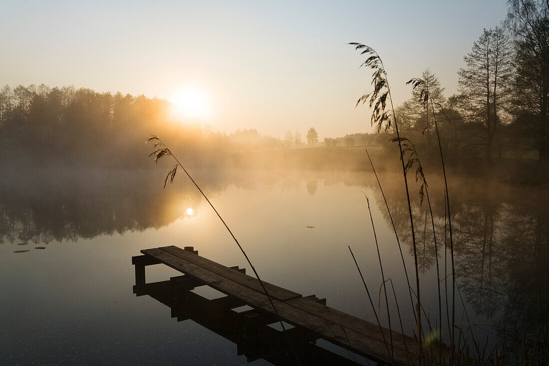 Pond in morning light, Alpine foothills, Upper Bavaria, Germany