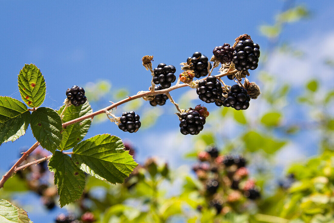 Reife Brombeeren, Bayern, Deutschland