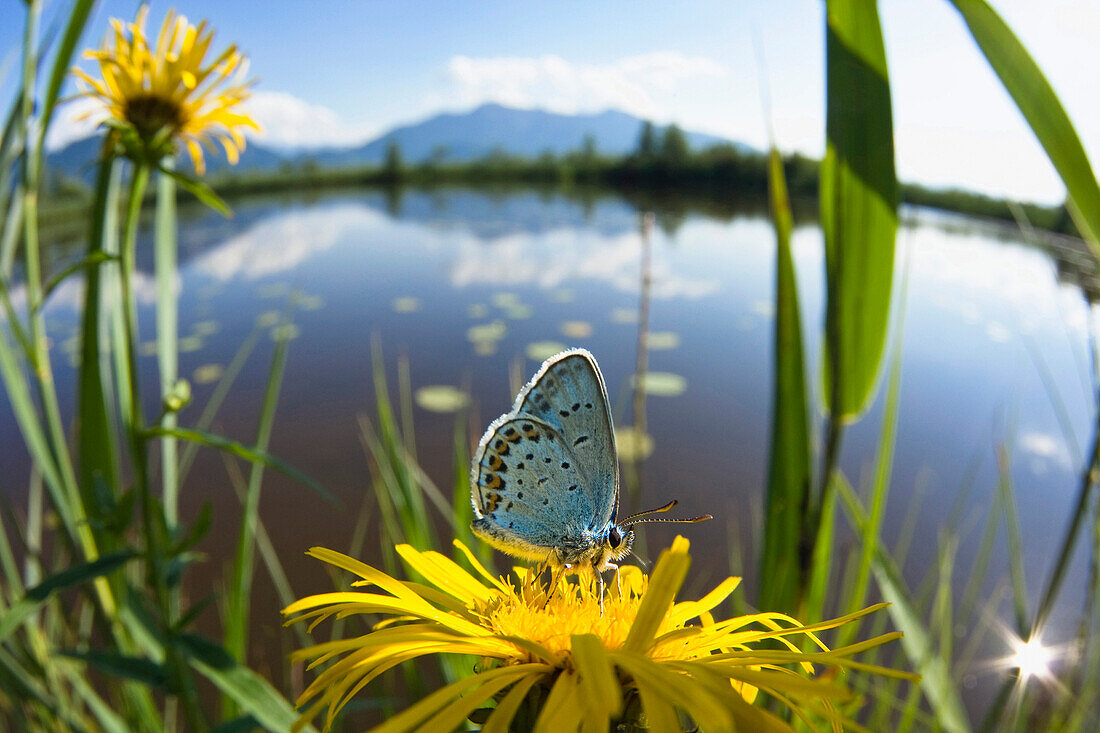 Silver studded Blue (Plebejus argus) on yellow flower near a pond, Kochelsee-Moos, Alpine foothills, Upper Bavaria, Germany