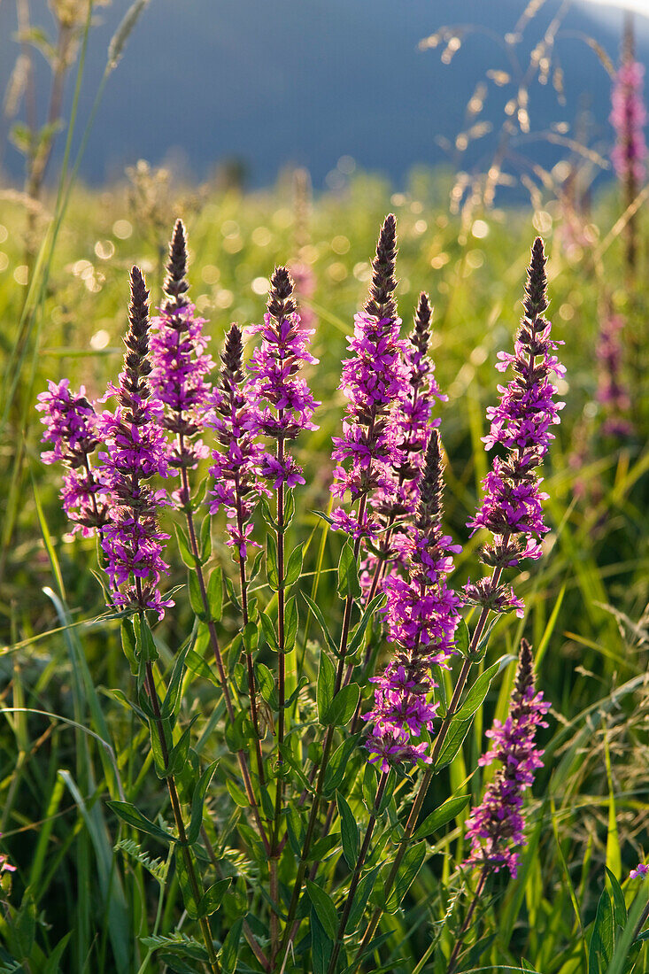 Blutweiderich (Lythrum salicaria), Deutschland