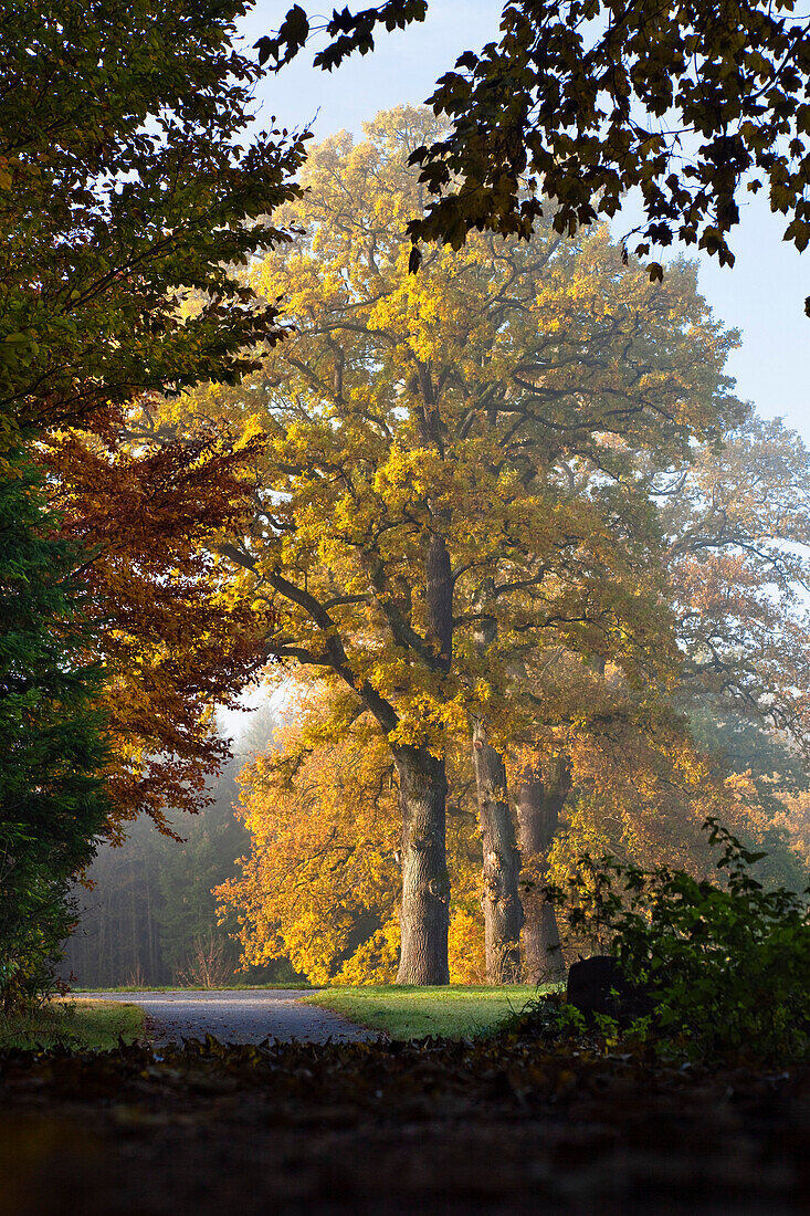 Parkanlage mit alten Bäumen im Herbst, Oberbayern, Deutschland