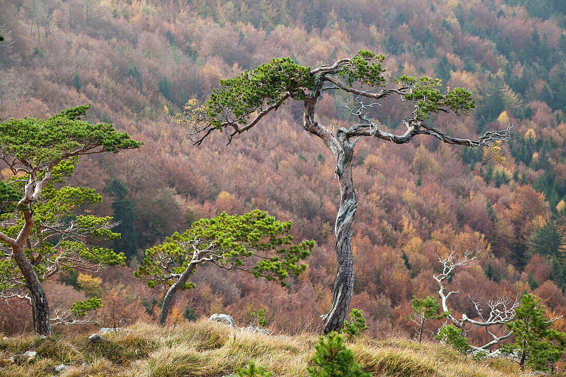 Kiefern (Pinus sylvestris) in den Bergen im Herbst, Oberbayern, Deutschland