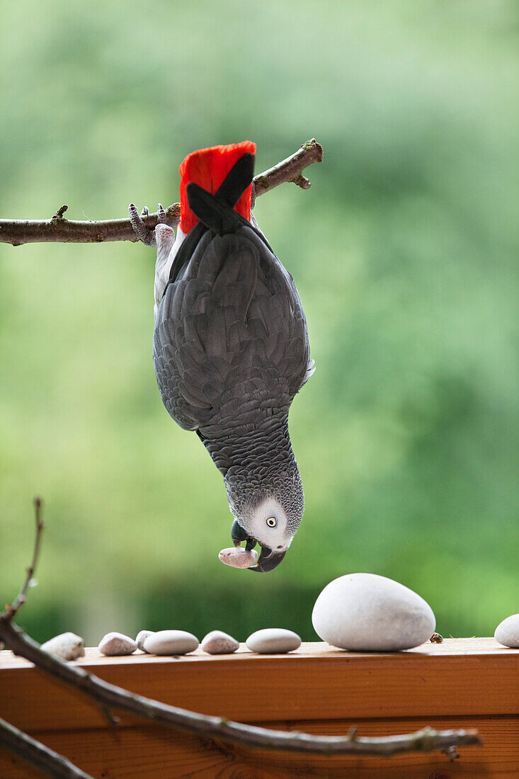 Graupapagei (Psittacus erithacus) hängt an einem Ast, Papagei