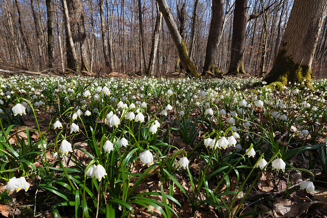 Märzenbecher (Leucojum vernum) im Frühling, Oberbayern, Deutschland