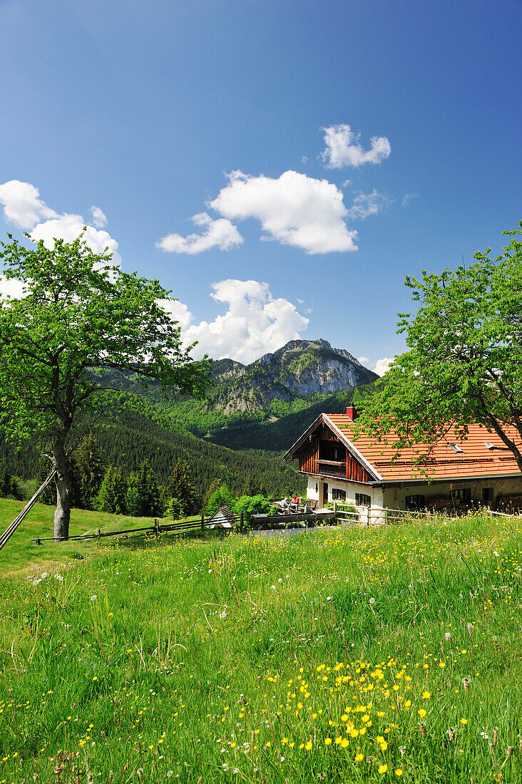 Blumenwiese mit Almhütte, Breitenstein im Hintergrund, Wendelsteinregion, Bayerische Voralpen, Oberbayern, Bayern, Deutschland, Europa