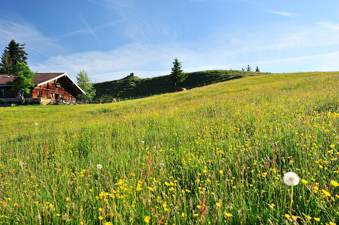 Blumenwiese mit Almhütte, Wendelsteinregion, Bayerische Voralpen, Oberbayern, Bayern, Deutschland, Europa