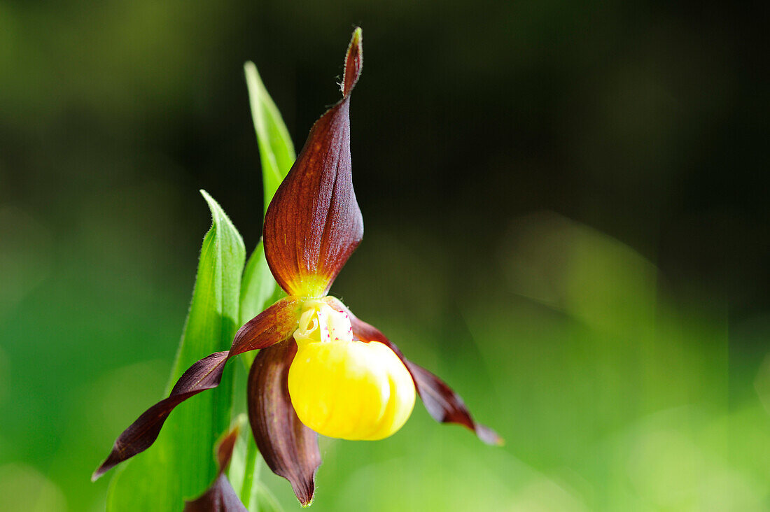 Frauenschuh, Cypripendium calceolus, Pupplinger Au, Isartal, Oberbayern, Bayern, Deutschland, Europa