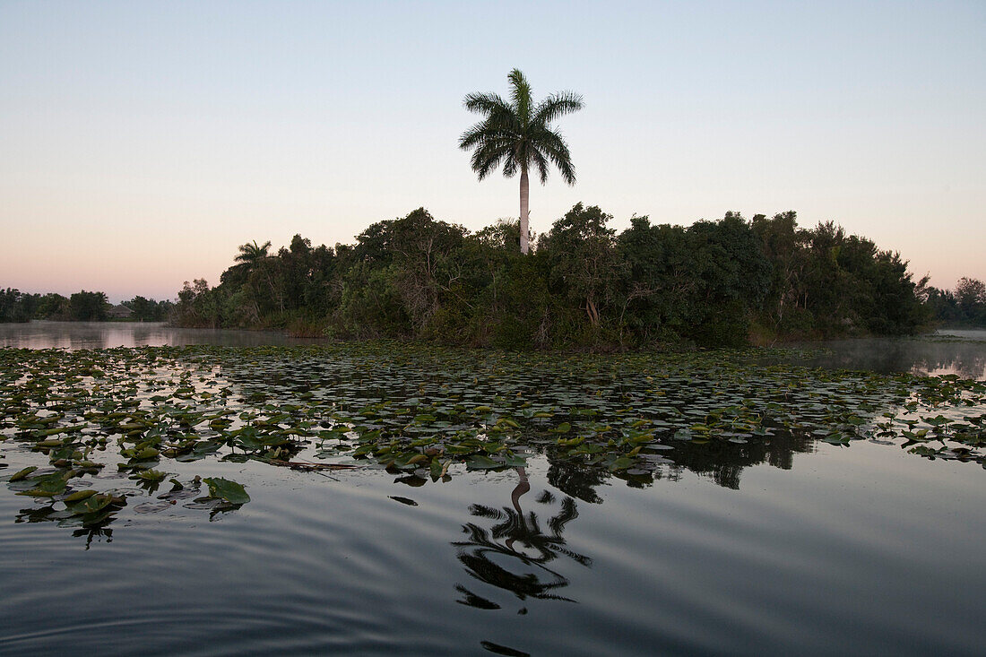 Seerosen und Palme an der Laguna del Tesoro (Schatzlagune), Guama, Provinz Matanzas, Kuba, Karibik