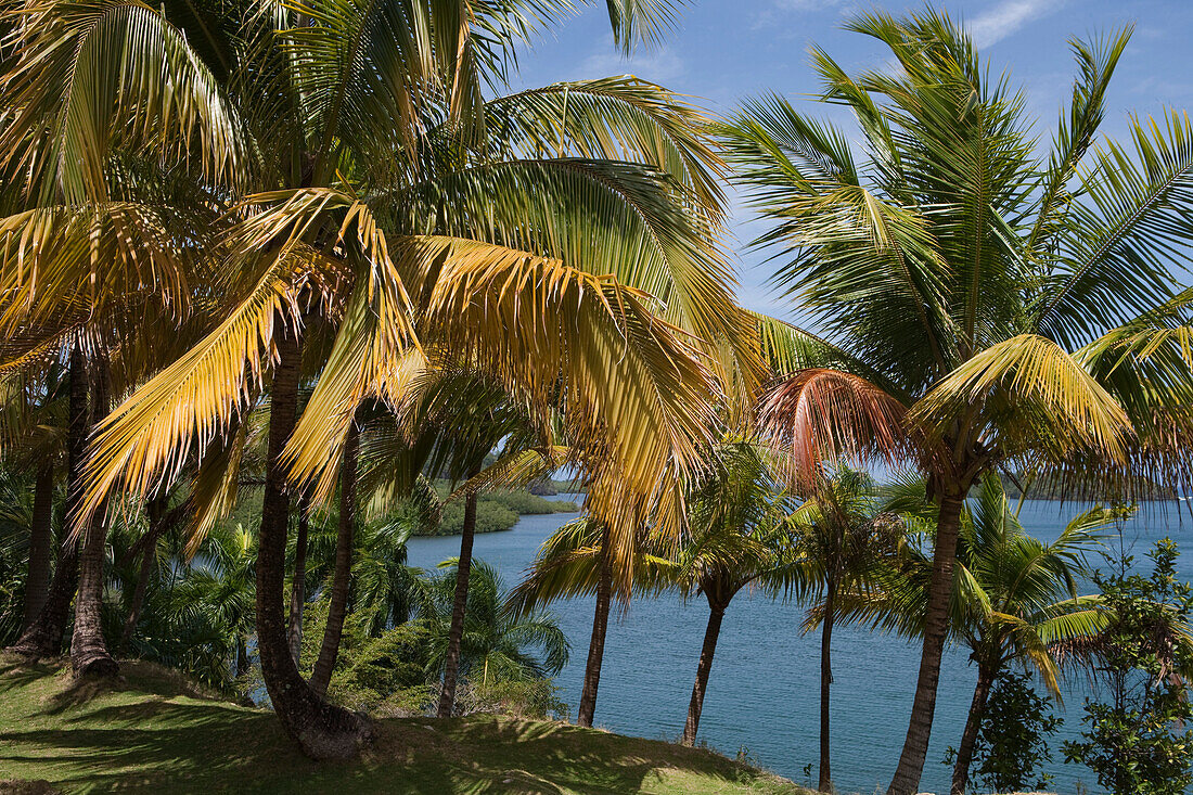Coconut trees and Bahia de Taco bay in Parque Nacional Alejandro de Humboldt, near Baracoa, Guantanamo, Cuba