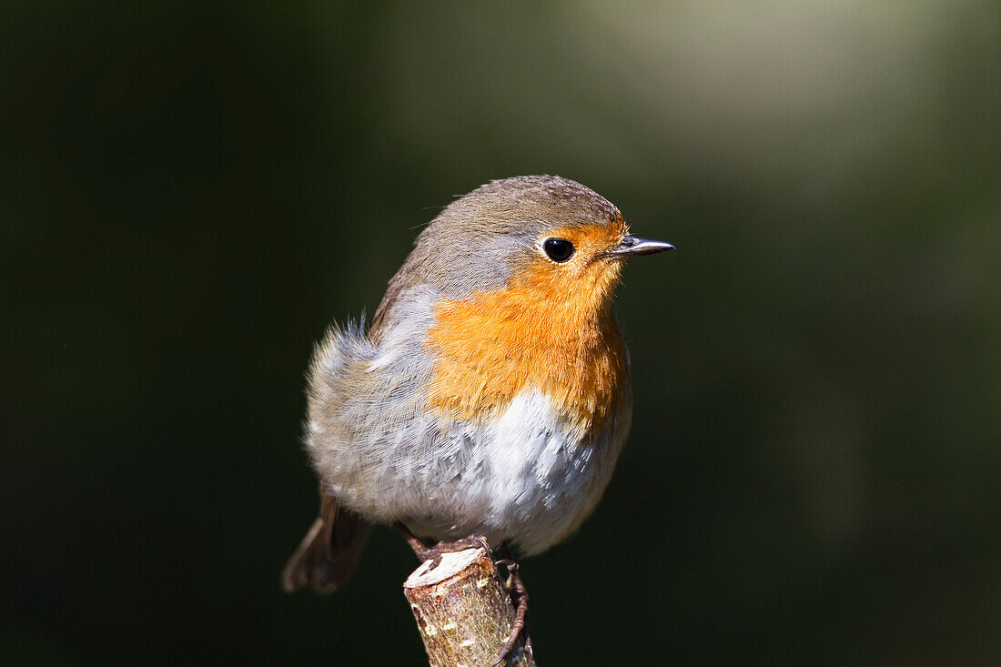 European Robin (Erithacus rubecula), Bavaria, Germany