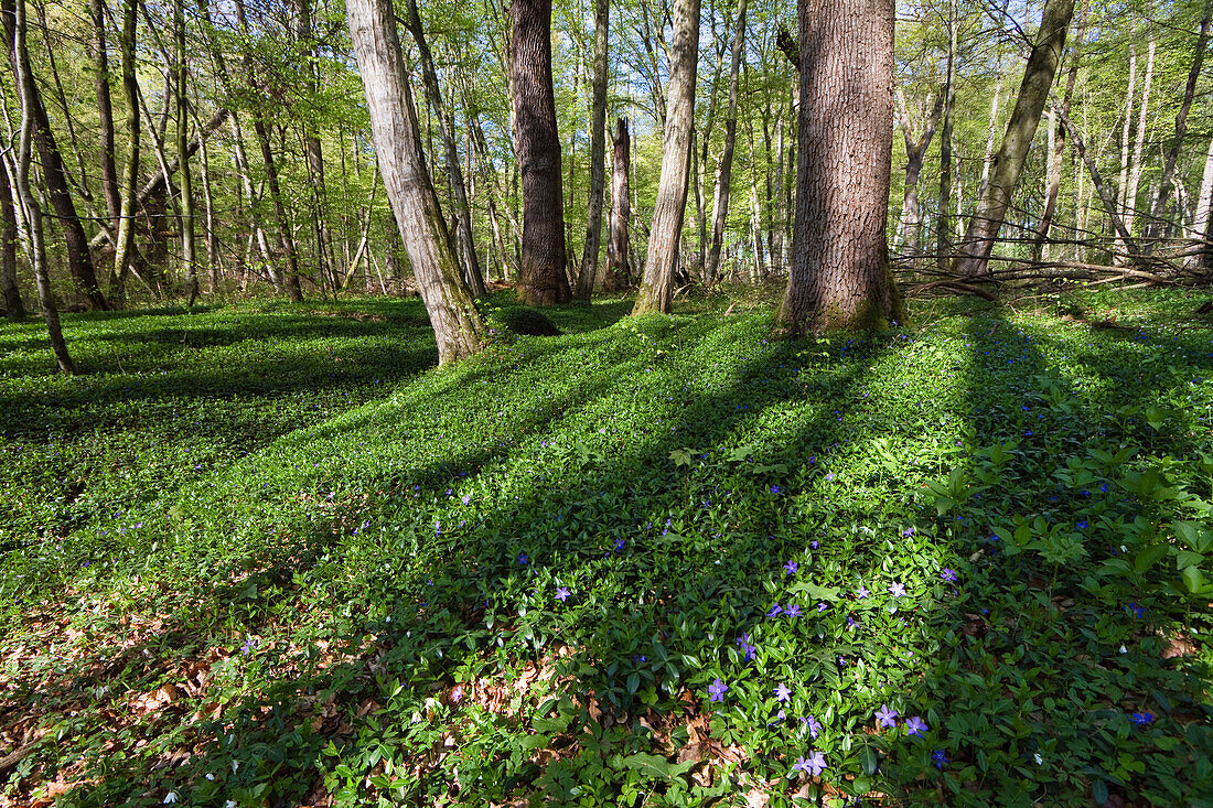 Kleines Immergrün (Vinca minor) in einem Laubwald, Oberbayern, Deutschland