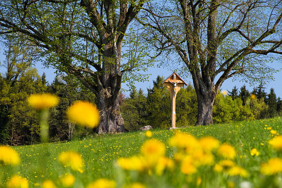 Kruzifix zwischen Bäumen im Frühling, Antdorf, Oberbayern, Deutschland