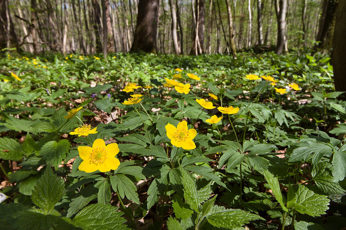 Yellow anemone (Anemone ranunculoides) in deciduous forest, Upper Bavaria, Germany