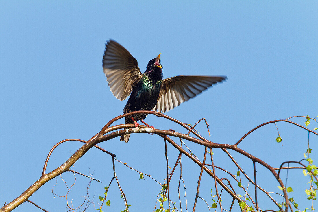 Star (Sturnus vulgaris) auf einem Ast, Bayern, Deutschland