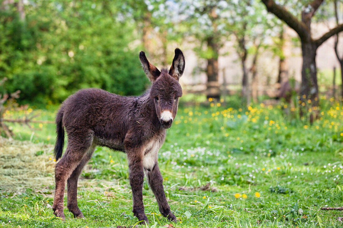 Donkey foal on a meadow, Bavaria, Germany