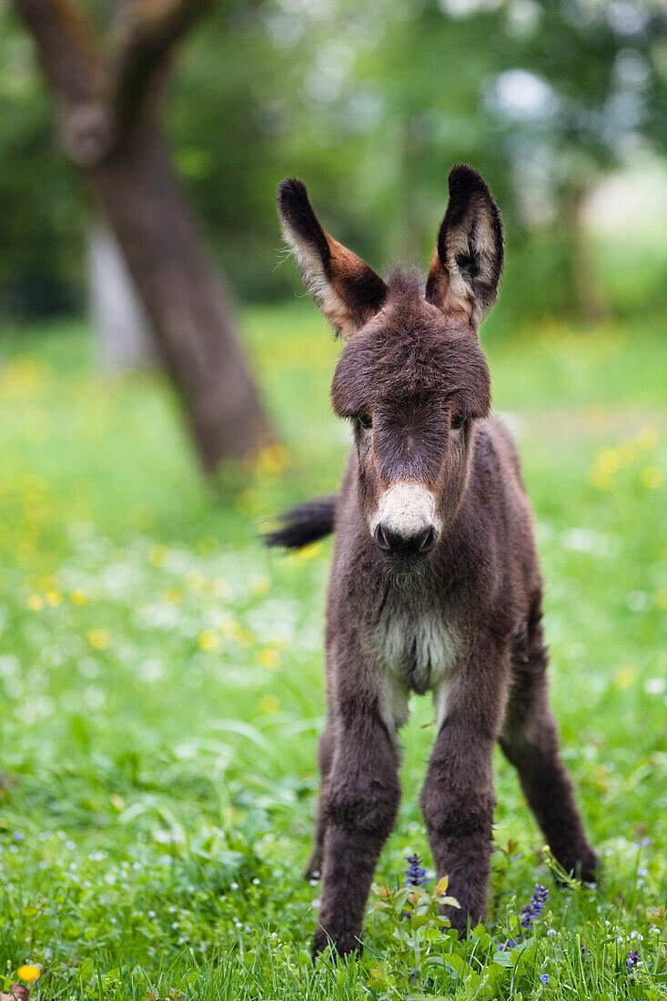 Donkey foal on a meadow, Bavaria, Germany