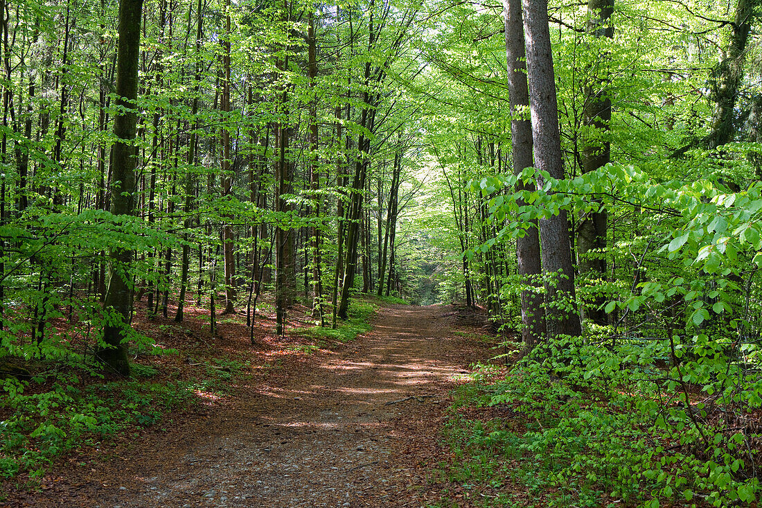 Path through deciduous forest, Upper Bavaria, Germany