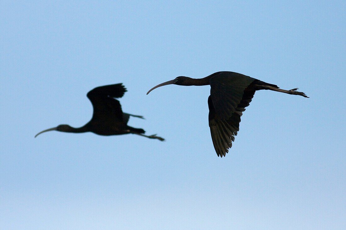 Glossy ibis in flight, plegadis falcinellus
