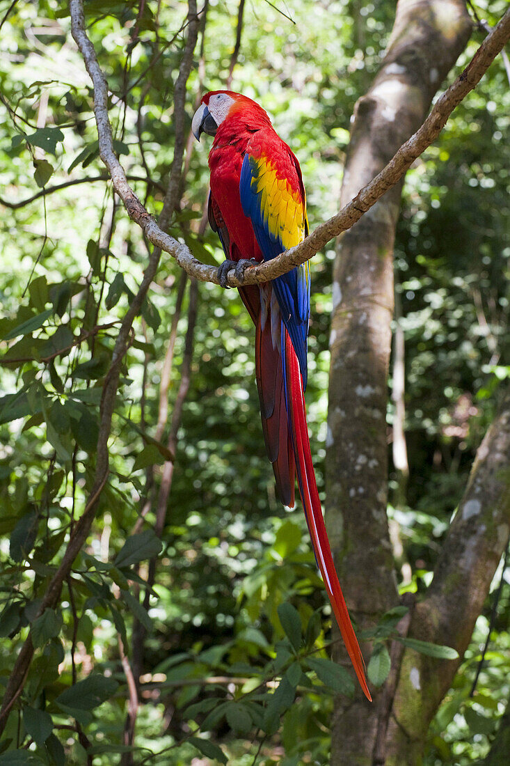 Scarlet Macaw, Roatan, Bay Islands, Honduras