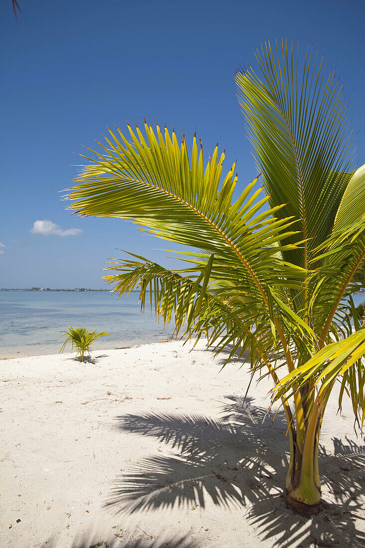 Bando Beach, Utila, Bay Islands, Honduras