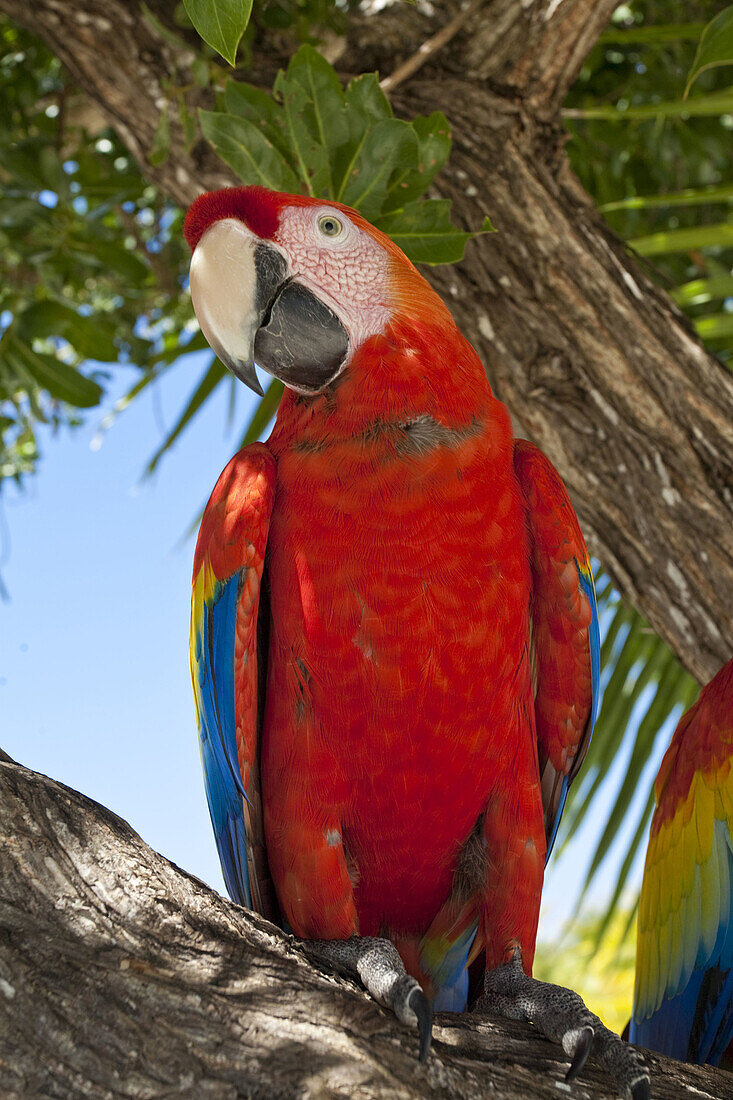 Bando Beach, Utila, Bay Islands, Honduras