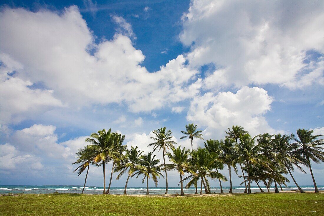 Coconut palms on beachfront, Isla Tigre, San Blas Islands, Kuna Yala, Panama