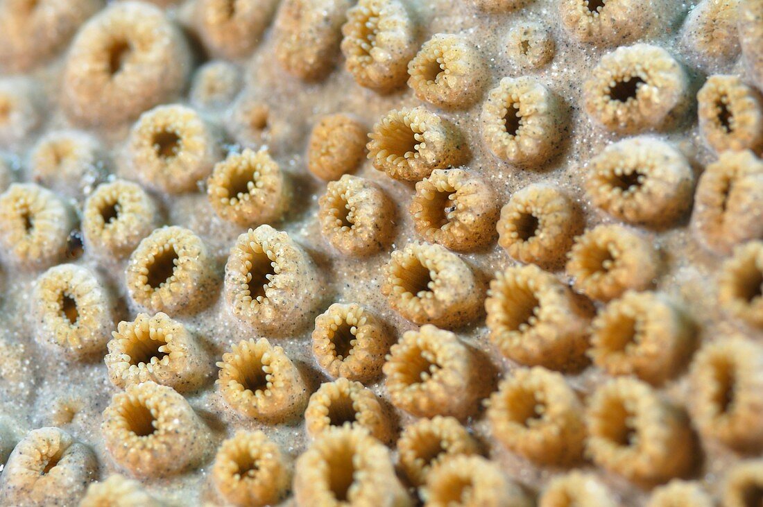 Canary islands, Diving, Fish, Spain, Sponge, Tenerife, Underwater, XJ9-1038029, agefotostock