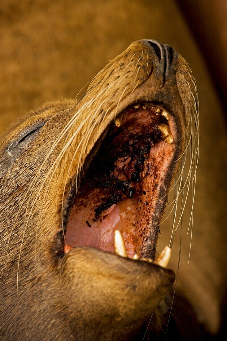 California Sea Lion (Zalophus californianus), Oregon, USA