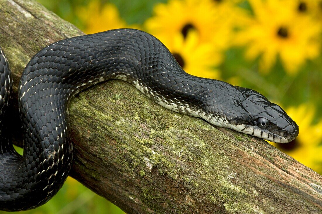 Black Ratsnake (Elaphe obsoleta) on log, New York, USA