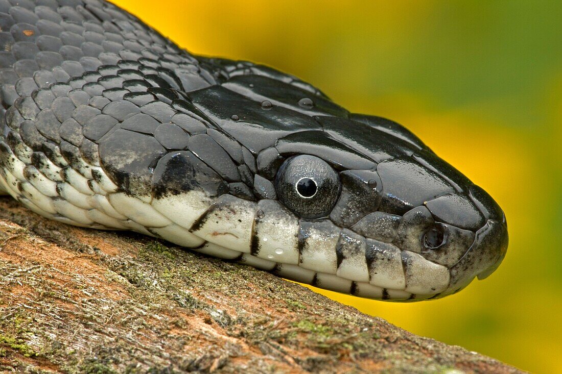 Black Ratsnake (Elaphe obsoleta) on log, New York, USA