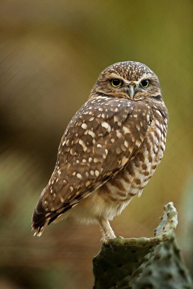 Burrowing Owl (Athene cunicularia), captive, California, USA