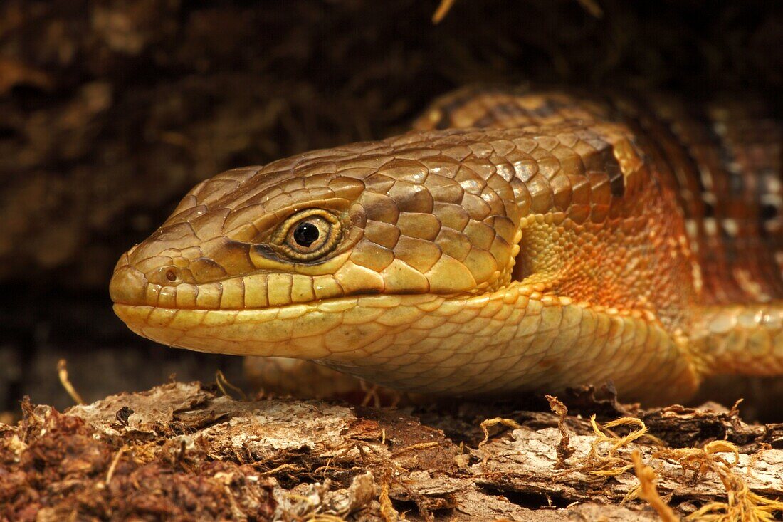 Southern Alligator Lizard (Elgaria multicarinata), close-up of head. Oregon, USA