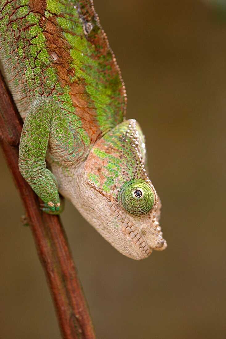 Cocodrilo, Granja de Reptiles, Andasibe, Toamasina, Madagascar