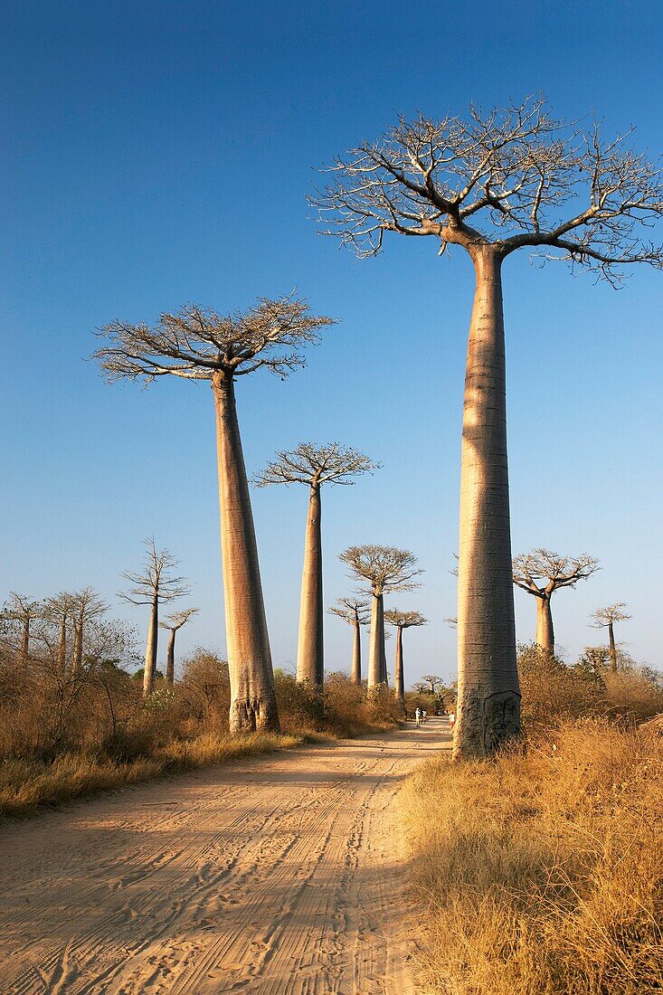Avenida de los baobabs, Baobab Adansonia Digitata, Morondava, Toliara, Madagascar