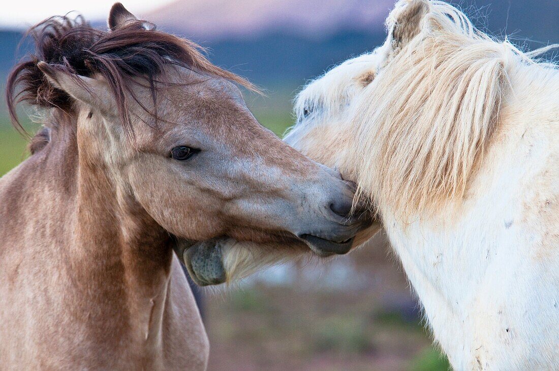 Icelandic horses at Kleifarvam Nature Park South west of Iceland