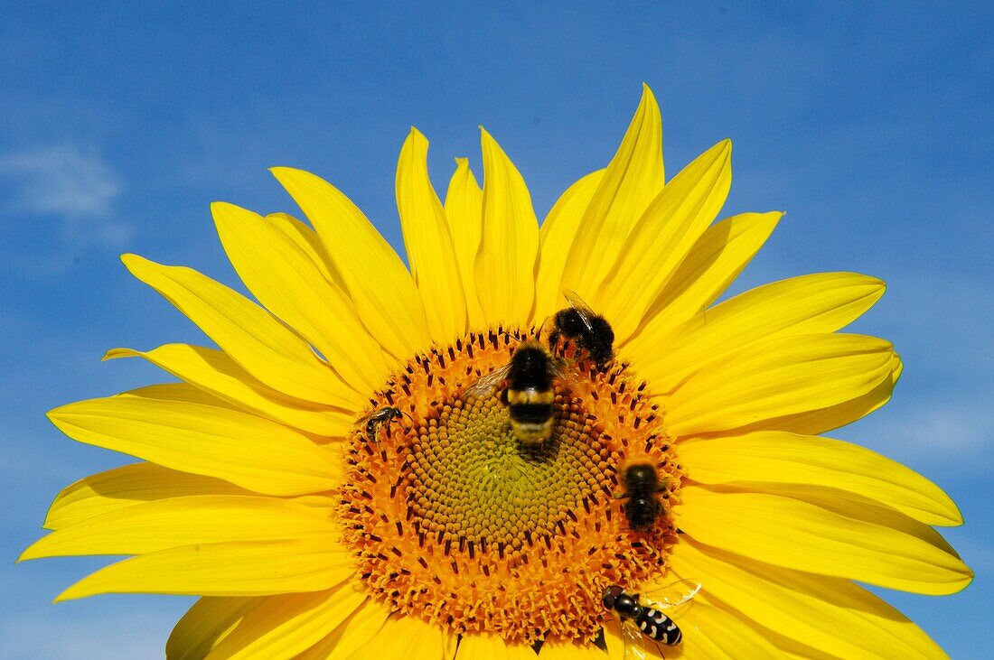 Sunflowers field on a blue sky in a summer morning - Lorraine region - France