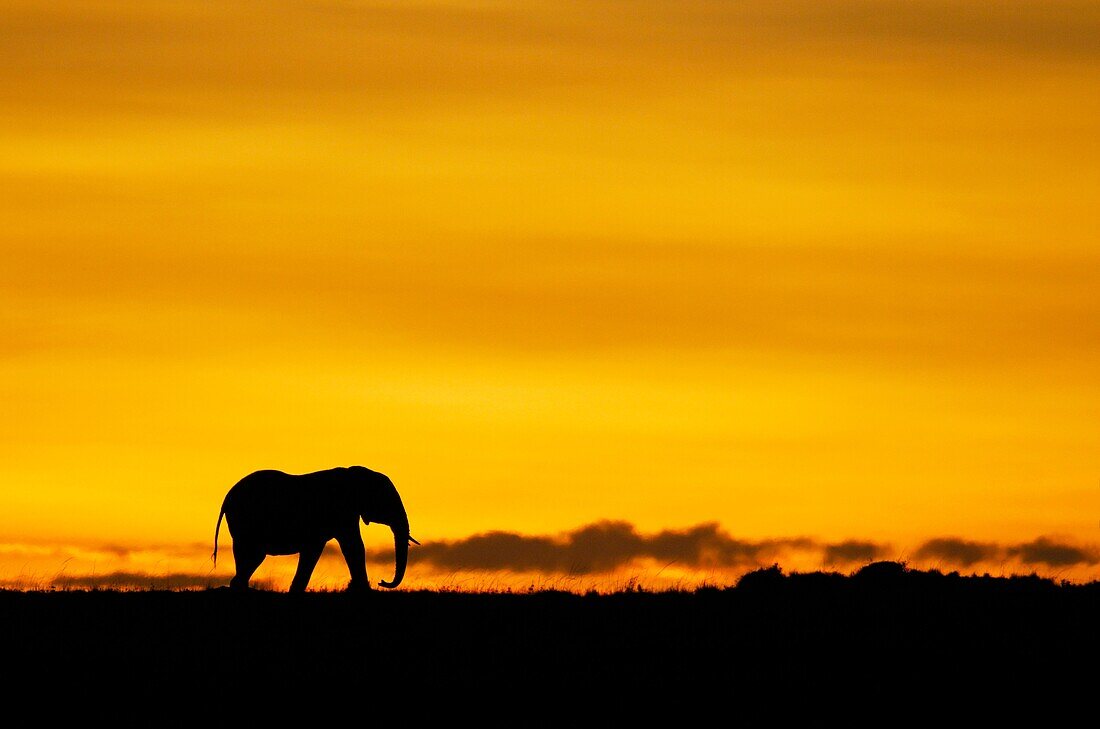 Lonely male african elephant Loxodonta africana walking on sunrise horizon Masai Mara national park, Kenya