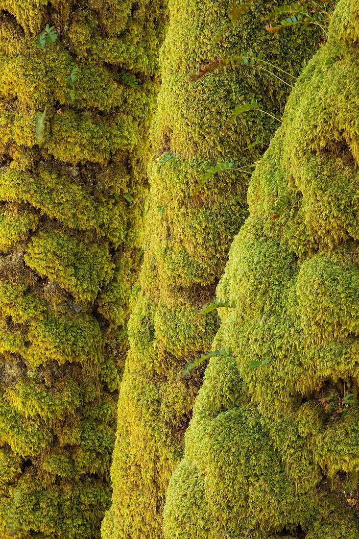 Scotland, Scottish Highlands, Eas Chia-aig waterfall Moss covered tree upstream of the Eas Chia-aig waterfall