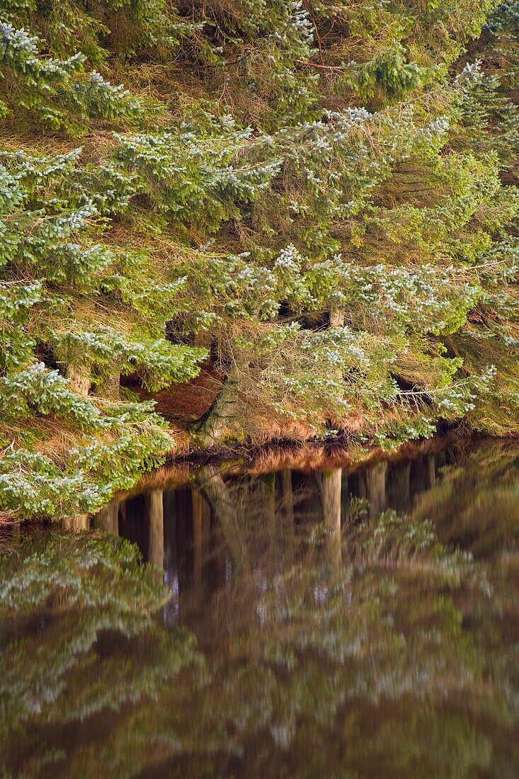 Scotland, Scottish Borders, Alemoor Loch Mirror reflection of woodland in the still waters of the Alemoor Loch