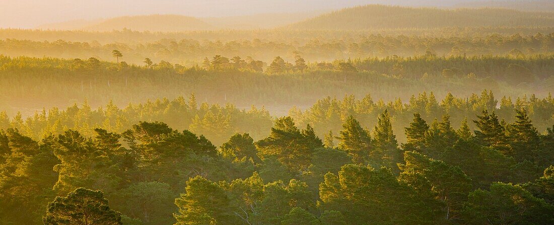 Scotland, Scottish Highlands, Cairngorms National Park Mist rising at dawn over the Caledonian Forest of the Rothiemurchus estate, in the Cairngorms National Park