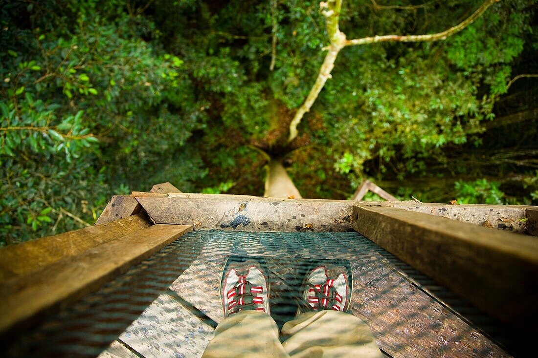 Sabah Malaysia, Borneo, Kinabalu National Park Looking down to the jungle floor from the canopy walkway platform at the Poring Hot Springs