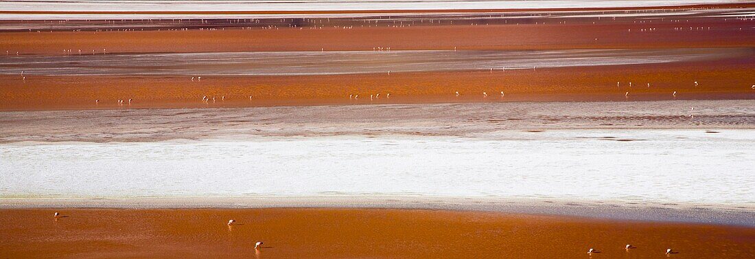 Bolivia, Southern Altiplano, Laguna Colorada Flamingoes flock on the Laguna Coloroda otherwise know as the coloured lake