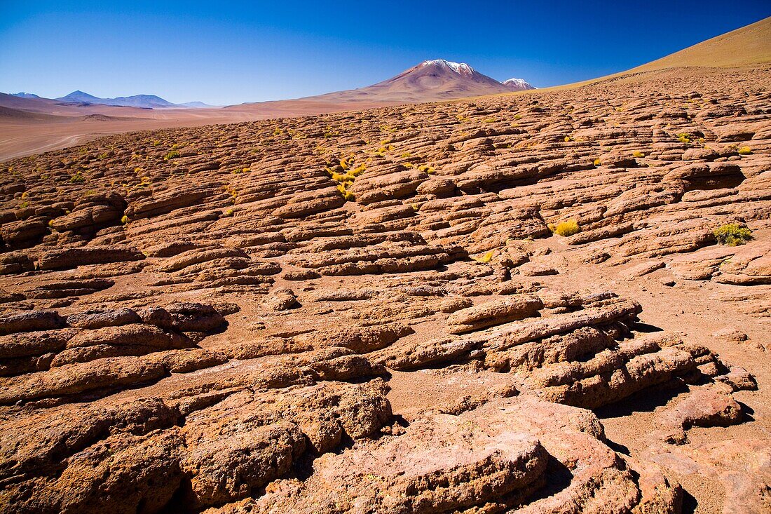 Bolivia, Southern Altiplano Small plants cling for survival amid rock formations high in the desert plateau of the Bolivian Southern Altiplano
